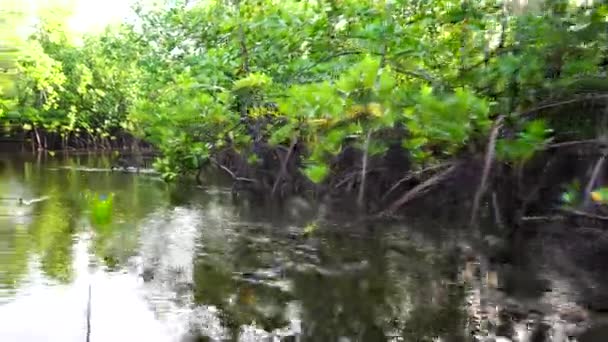 Mangrove Träd Vid Havet Zanzibar Tanzania Östafrika Begreppet Natur Och — Stockvideo