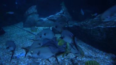 Deniz dünyasının sakinleri, su altında yüzen iğneli balıklara yakın durun.