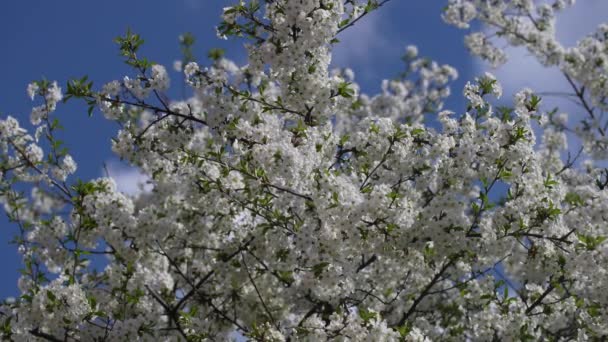 Frühling Blüht Der Kirschpflaumenbaum Mit Weißen Blüten Blühender Baum Obstgarten — Stockvideo