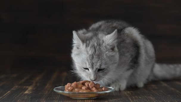 Cute Gray Cat Eats Wet Food Plate Close Healthy Cat — стоковое видео