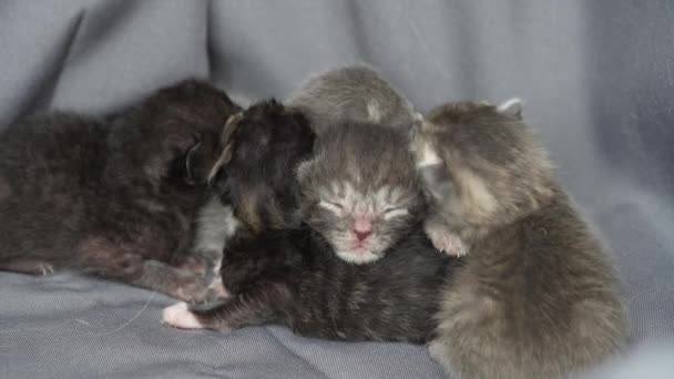 小刚出生的小猫咪闭着眼睛在等着猫 有趣的家养宠物 把家畜关起来 盲猫在出生的第一天 — 图库视频影像
