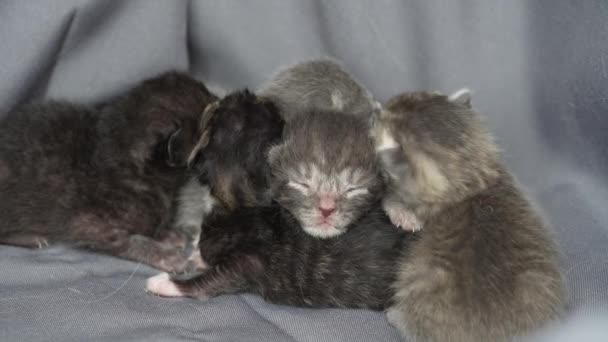 Des Petits Chatons Nouveau Nés Aux Yeux Fermés Attendent Chat — Video