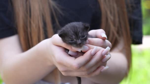 女の子の手の中に愛らしい小さな新生児子猫 閉じます 屋外の女性の手の中に非常に小さなかわいい10日間の灰色の子猫 動物保護の概念 人生の最初の日にブラインド子猫 — ストック動画