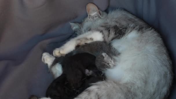 Mãe Gato Lado Gatinhos Gatinhos Recém Nascidos Com Olhos Fechados — Vídeo de Stock
