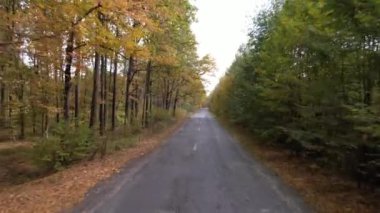 Güneşli bir sonbahar gününde orman yolunda uçmak. Ağaçlar sonbaharda Ukrayna 'da bir yol üzerinde tünel oluşturuyorlar. Seyahat ve doğa kavramı