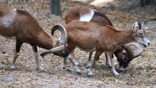 Montoni Selvatici Riposano Una Foresta Estate Vicino Animali Concetto Natura — Video Stock