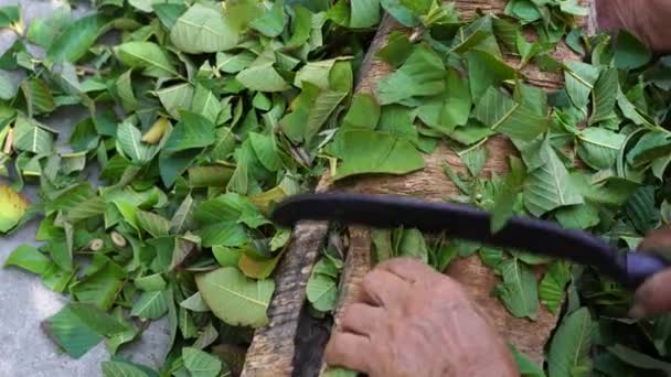 Orang Vietnam Tangan Dengan Pisau Memotong Cabang Pohon Dengan Daun — Stok Video