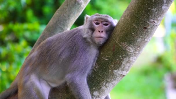 Wild Monkey Family Rainforest City Nang Vietnam Wild Monkeys Nature — Vídeo de stock