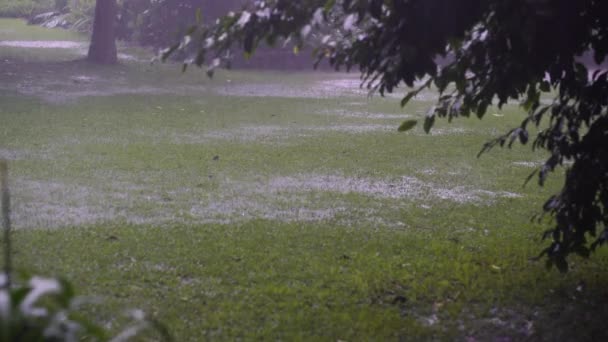 Chuva Tropical Cai Sobre Folhas Árvores Verdes Grama Prado Jardim — Vídeo de Stock