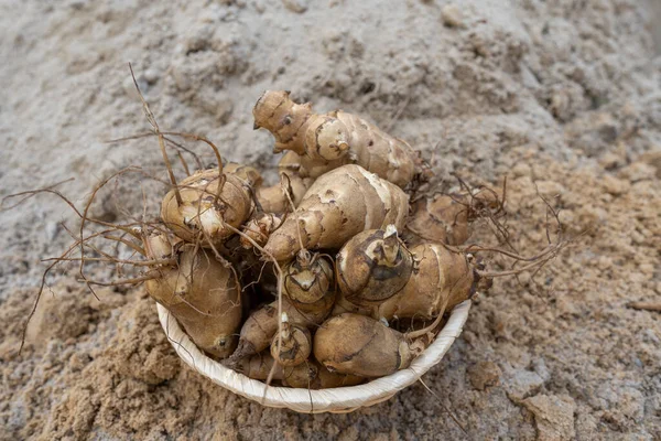 Group of fresh jerusalem artichokes on sand background, close up. Jerusalem artichokes or sunroot or sunchoke