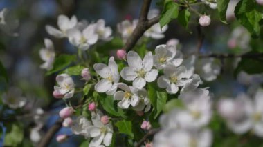 Mavi gökyüzüne karşı, bir elma ağacında, beyaz ve pembe çiçek tomurcukları açar. Meyve bahçesinde çiçek açan ağaç. Çiçek açan dal, bahar zamanı ağaçta rüzgarda sallanıyor. 