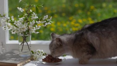 Tatlı gri kedi, pencerenin kenarındaki tabaktan ıslak yiyecekler yiyor. Yaklaş. Sağlıklı kedi iştahla yemek yer.
