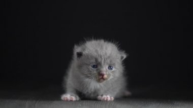 Yeni doğmuş küçük gri kedi yavrusu kediyi bekliyor. Şirin, komik ev hayvanları. Evcil hayvanı kapatın. Yavru kedi iki haftalık.
