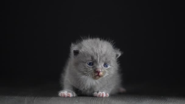 Kleine Neugeborene Graue Kätzchen Warten Auf Die Katze Niedliche Lustige — Stockvideo