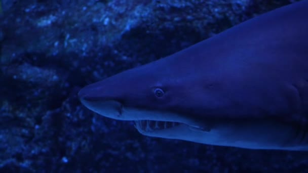 Close Great Shark Swimming Underwater Inhabitants Sea World — Stock Video