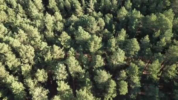 Luchtfoto Van Groen Boslandschap Zomerdag Natuurlijke Achtergrond Van Naaldbos Oekraïne — Stockvideo
