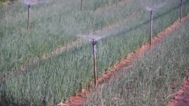 Bahçede yeşil soğan sulanması, Hoi An şehri yakınlarındaki vejetaryen köyünde su damlaları. Sebze ve bitkiler için otomatik sulama sistemi