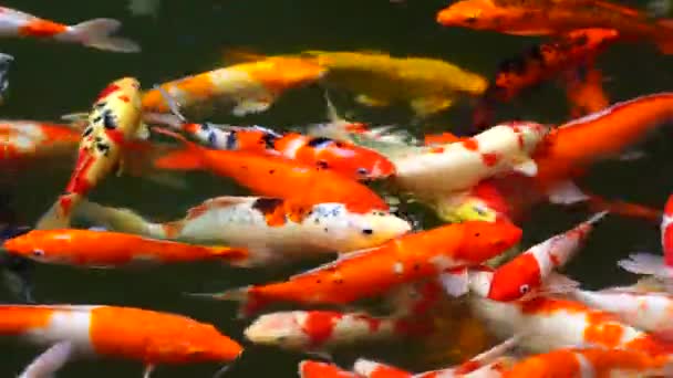 Group Koi Jinli Nishikigoi Brocaded Carp Fish Colored Varieties Amur — ストック動画