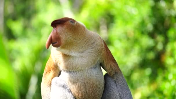 Άγριος Πίθηκος Proboscis Nasalis Larvatus Στο Τροπικό Δάσος Του Νησιού — Αρχείο Βίντεο