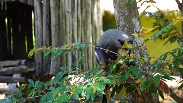 Mono Brazza Árbol Naturaleza Animales Salvajes Africanos — Vídeos de Stock