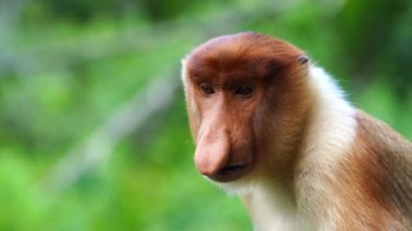Borneo, Malezya 'nın yağmur ormanlarındaki vahşi hortumlu maymun ya da Nasalis larvası, yaklaşın.