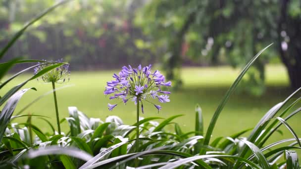 Agapanthus Praecox Kék Liliom Virág Trópusi Esőben Közelről Afrikai Liliom — Stock videók