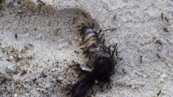 Little Black Ants Drag Large Dead Butterfly Sand Zanzibar Island — Stock Video