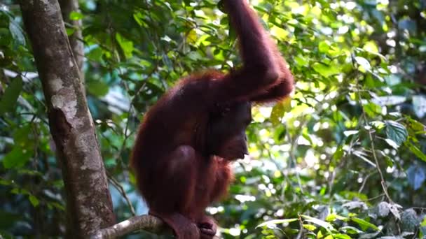 Wild Endangered Orangutan Rainforest Island Borneo Malaysia Close Orangutan Mounkey — Stock Video