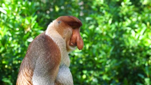 Vild Proboscis Apa Eller Nasalis Larvatus Regnskogen Borneo Malaysia Närbild — Stockvideo