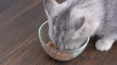 Şirin gri kedi cam kaseden ıslak yiyecekler yiyor. Yaklaş. Sağlıklı kedi iştahla yemek yer.