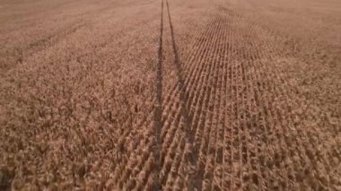 Kuru mısır tarlasında uçuyor, Ukrayna, Avrupa. Güneşli bir günde sonbaharın hava manzarası. Kurutulmuş mısır yetiştiriciliği, tarım sektörü
