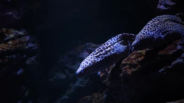 Close Big Sea Moray Eel Underwater Amazing Beautiful Underwater Marine — Stock Video