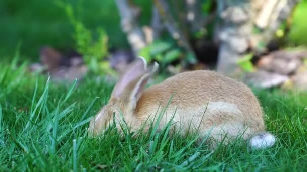 Joven Conejo Lindo Sobre Hierba Verde Comiendo Cerca Concepto Animales — Vídeos de Stock