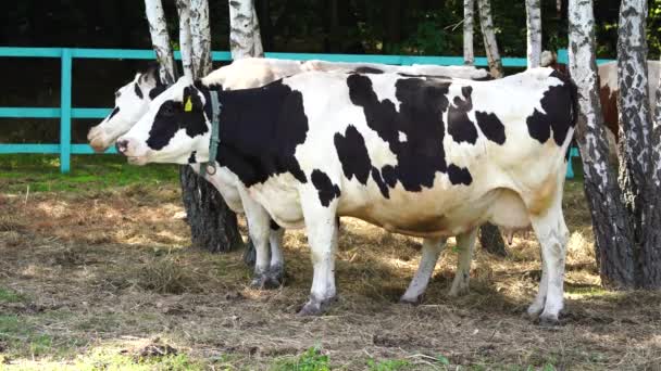 饲养牲畜 乌克兰一个农场的牛棚里的奶牛 靠近点 畜牧业和农业 — 图库视频影像