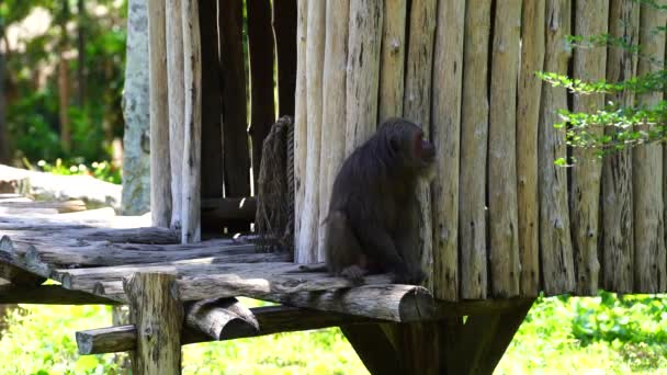 Stumptailed Makak Eller Macaca Arctoides Naturen Närbild Vilda Asiatiska Apdjur — Stockvideo