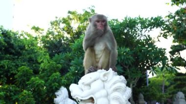 Vietnam, Danang 'daki Budist tapınağında taş bir ejderha heykelinin üzerinde oturan vahşi bir maymunun portresi. Kapat.