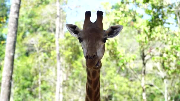 Close Portrait Giraffe Head Nature Wild African Animals — Stock Video ©  OlegDoroshenko #580195650
