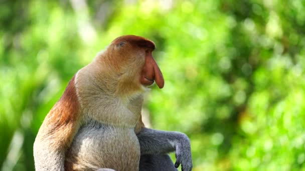 Άγριος Πίθηκος Proboscis Nasalis Larvatus Στο Τροπικό Δάσος Του Νησιού — Αρχείο Βίντεο