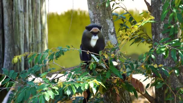 Μαϊμού Του Brazza Ένα Δέντρο Στη Φύση Άγρια Αφρικανικά Ζώα — Αρχείο Βίντεο