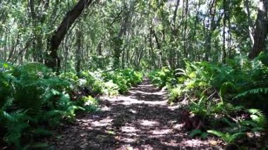 Yürüyüş yolu ve vahşi yaşam ile orman açık güneşli bir günde Zanzibar adasında, Tanzanya, Doğu Afrika