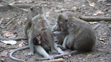 Ubud, Bali, Endonezya 'daki kutsal maymun ormanlarında vahşi maymun ailesi. Maymun orman parkı seyahat yerleri ve Asya 'da maymunların vahşi yaşam ortamında yaşadığı turistik yerler.