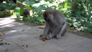 Ubud, Bali, Endonezya 'daki kutsal maymun ormanlarında vahşi maymun ailesi. Kapatın. Maymun kaldırıma bir taş sürer.