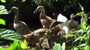 Ördekler yeşil pirinç teraslarının yanında. Ada Bali, Ubud, Endonezya, kapatın
