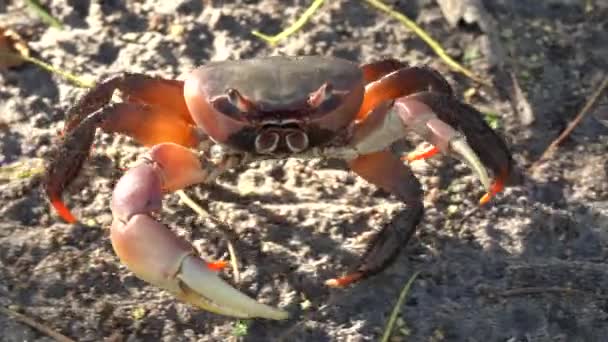 Red Crab Beach Mangrove Forest Island Zanzibar Tanzania East Africa — Stock Video