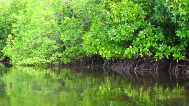 Mangrove Träd Vid Havet Zanzibar Tanzania Östafrika Begreppet Natur Och — Stockvideo