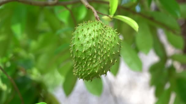 Grüne Frische Tropische Früchte Wie Soursop Oder Annona Muricata Oder — Stockvideo
