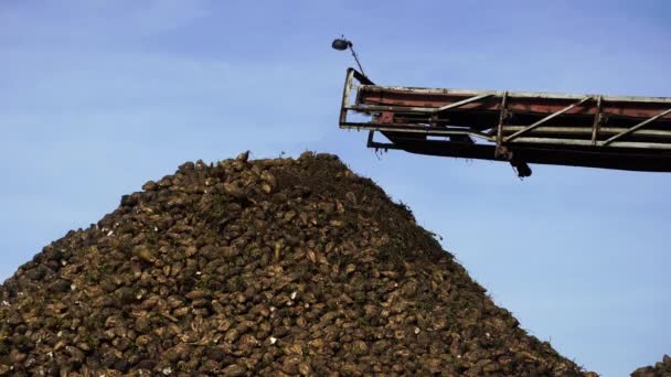 Przenośnik Żurawia Kombajn Rozładunku Buraków Cukrowych Maszyna Zbioru Pracująca Użytkach — Wideo stockowe