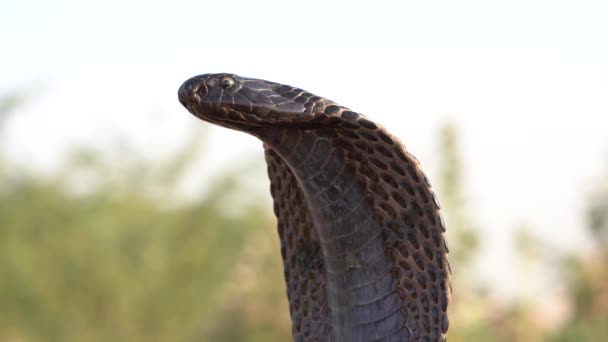 Indian Cobra Pushkar India Cobra Snake Close Portrait — Vídeo de Stock