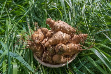 Yeşil çimen arka planında bir grup taze Kudüs enginarı, yaklaşın. Kudüs enginarları, güneş kökleri ya da güneş boğması.
