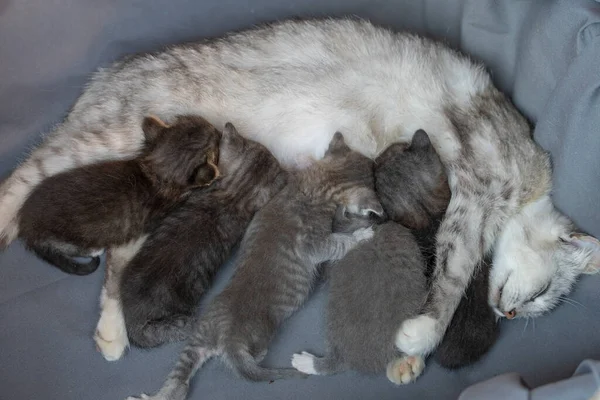 Mama Kot Obok Kociąt Małe Noworodki Matką Przez Trzy Tygodnie Obraz Stockowy